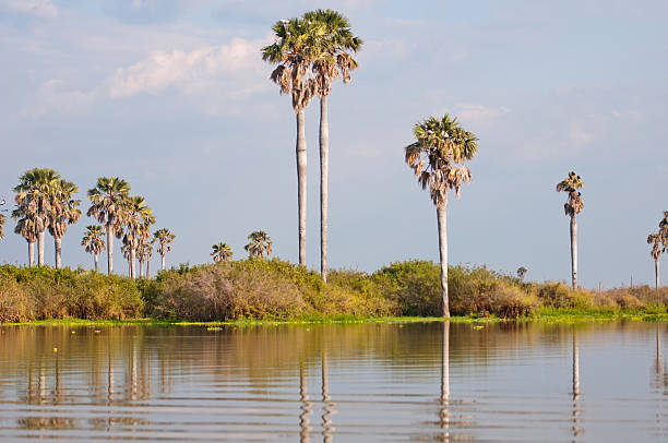 istock palm trees mirroring in the lake manze 185192483