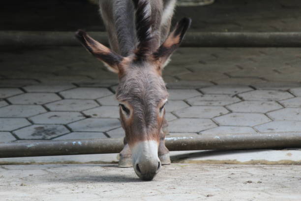 istock Donkeys relaxing in their stalls 1851934124