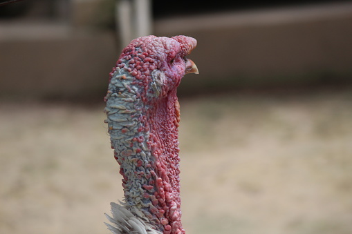 Turkey close up