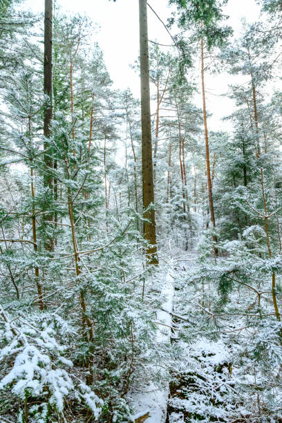 Winter pine tree forest during a cold winter day with a thin layer of fresh snow in the Veluwe nature reserve in Gelderland, The Netherlands.