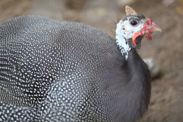 The helmeted guineafowl is the best known of the guineafowl bird family, Numididae, and the only member of the genus Numida.