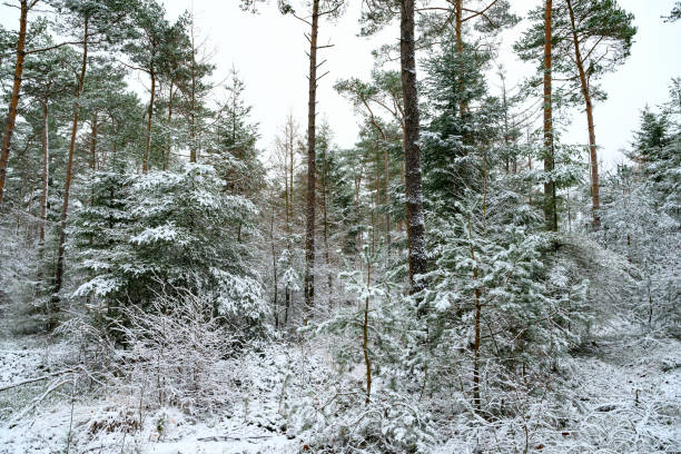 Winter pine tree forest during a cold winter day with a thin layer of fresh snow in the Veluwe nature reserve in Gelderland, The Netherlands.