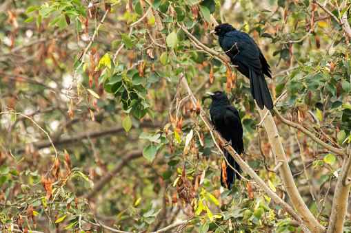 Twins of Asian Koel on branch