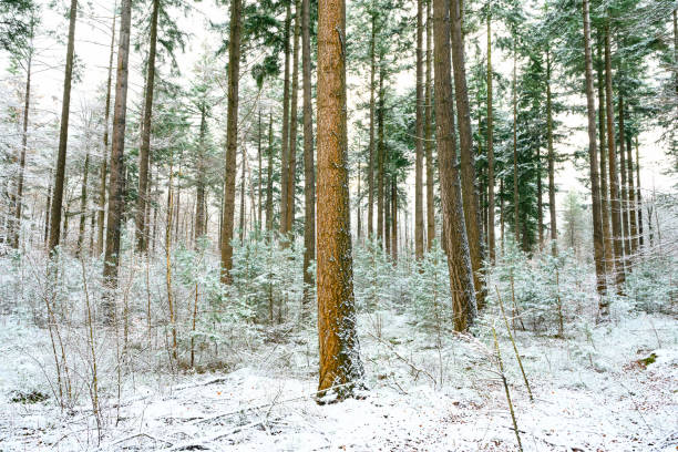 Winter pine tree forest during a cold winter day with a thin layer of fresh snow in the Veluwe nature reserve in Gelderland, The Netherlands.