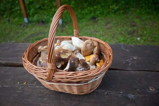 A basket full of mushrooms with a blurred background.