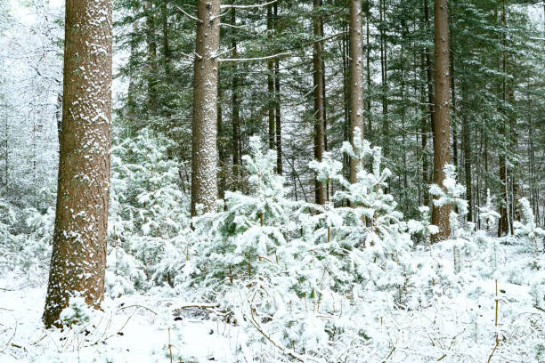 Winter pine tree forest during a cold winter day with a thin layer of fresh snow in the Veluwe nature reserve in Gelderland, The Netherlands.