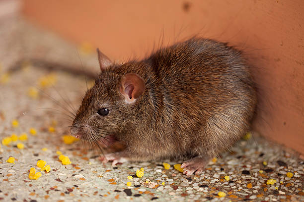 istock Closeup of a rat eating rice 185195423