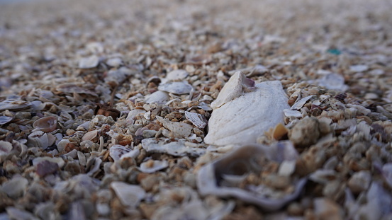 Sea shells on sand. Summer beach,  Layan phuket. background. Top view