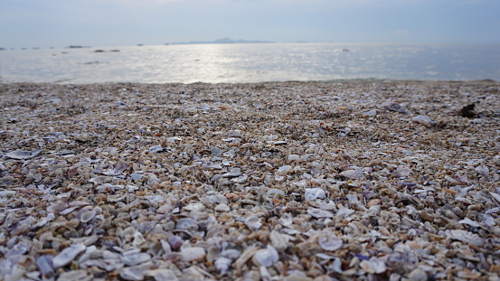 beach full of seashells