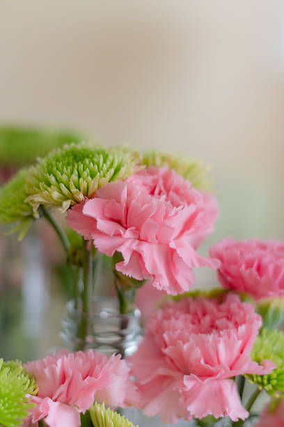 istock Green chrysanthemum and pink carnation 185196211