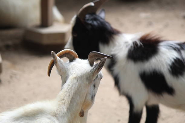 istock Capra aegagrus hircus, Dwarf goats have short legs and head 1851966828