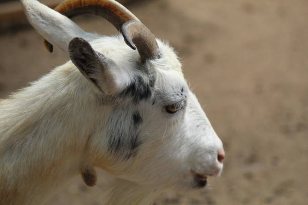 istock Capra aegagrus hircus, Dwarf goats have short legs and head 1851967033