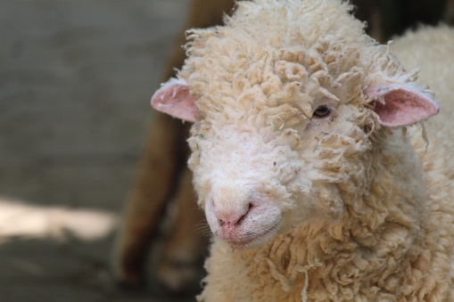 Baby Merino Sheep enjoying the sunshine in a paddock