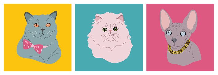 Portraits of various cute cats. Funny pets animals of different breeds. Hand drawn vector illustration isolated on colored background. Modern flat cartoon style.