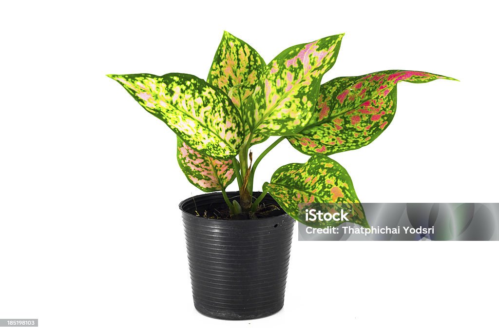 Aglaonema, beautiful tree in black pot isolated Aglaonema, beautiful tree in black pot isolated on white background Aglaonema Stock Photo