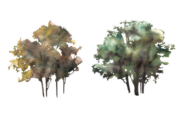 Deciduous trees or bushes watercolor hand painted illustration clipart. Isolated white background. Deciduous trees or bushes watercolor hand painted illustration clipart. Various forest, park, field plant elements for your card, landscape template, logo, sticker. Isolated on white background. alder tree drawing stock illustrations