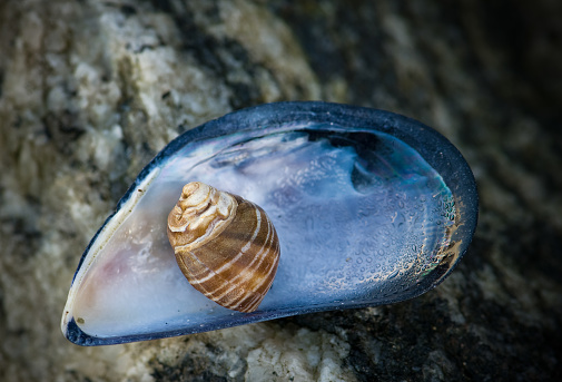 A Fascinating Shell Within a Shell