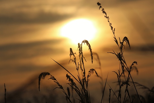 Closeup view of silhouette dry grass with sunset background.
