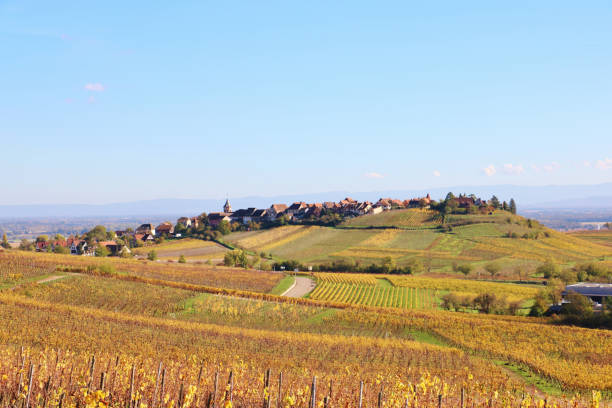 istock The Alsace Wine Route in Autumn 1852004334