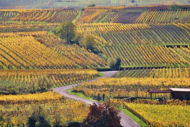 istock The Alsace Wine Route in Autumn 1852004563