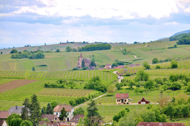 istock The Alsace Wine Route in Summer 1852007532