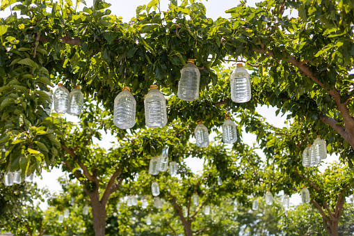 large water bottles weighing and shaping tree branches