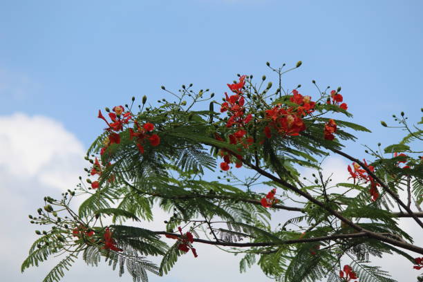 istock Close-up of a large tree with red flowers against a background 1852014389