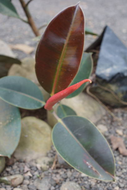 istock red flowers among green and brown leaves 1852015209