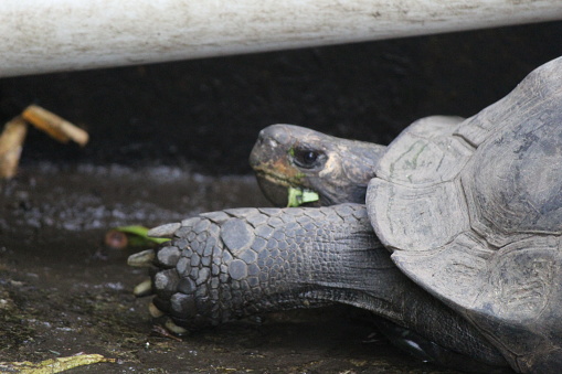 Centrochelys sulcata also called the sulcata tortoise, is an endangered species of tortoise that inhabits the southern edge of the Sahara Desert, Sahel, in Africa.