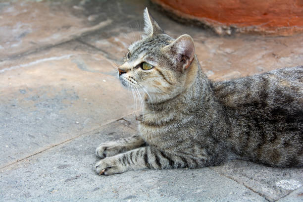 istock A gray striped cat lies on the sidewalk 1852018520