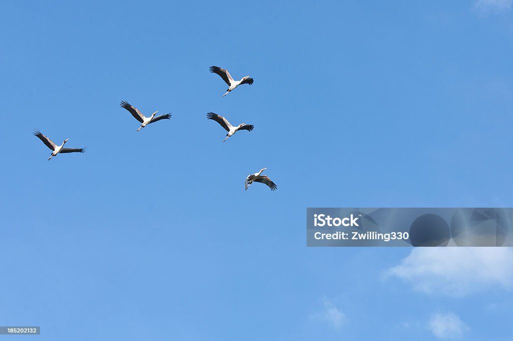 Cigognes à bec jaune dans le ciel - Photo de Cigogne libre de droits