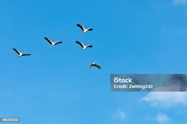 Photo libre de droit de Cigognes À Bec Jaune Dans Le Ciel banque d'images et plus d'images libres de droit de Cigogne - Cigogne, Troupeau, Activité