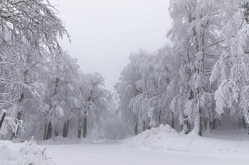 snowy trees and winter landscape