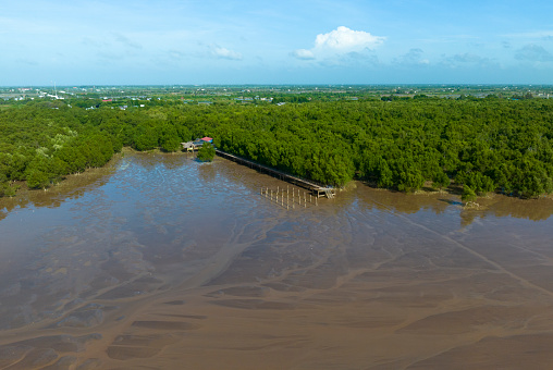 Alluvial coastal mangroves in Soc Trang province, Mekong Delta