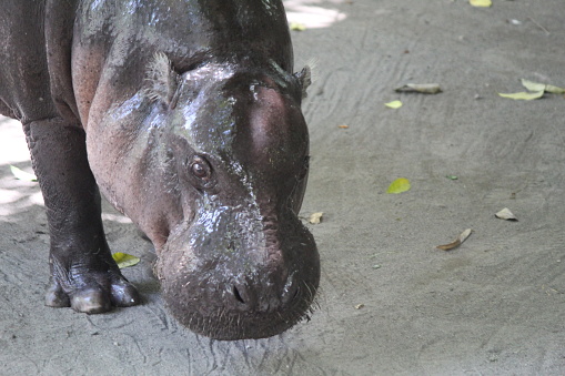 Photo of an hippo in Okavangodelta (Botsuana) eating grass. The animal is looking in the camera.