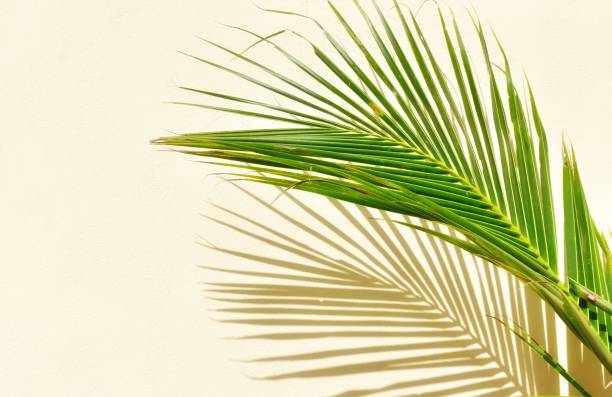 istock Coconut Leaf Sunlight Shadow Cream Color Concrete Wall Texture Background 1852027458