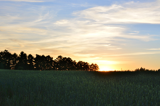 amazing sunset in the field with forest line wallpaper