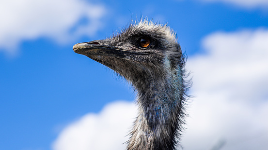 ostrich head with blue sky and clouds in background.