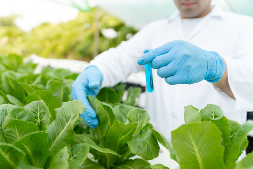 Organic farming, salad farm. Science farmers are checking water conditions during planting, checking for pesticide residues. Hydroponics vegetable, Ecological Biological, Healthy, Vegetarian, ecology