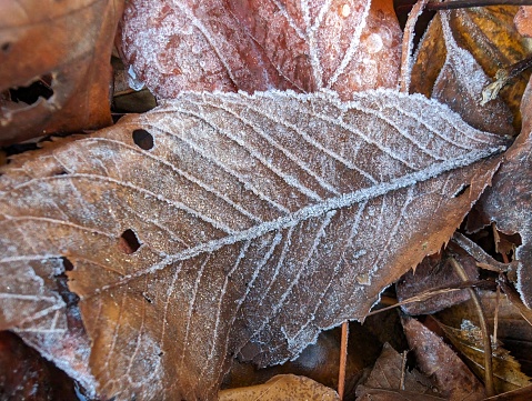 A closeup of frozen leaves on the forest floor in winter