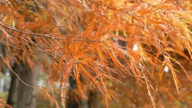 Autumn Bald cypress branches with seasonal orange golden leaf color in ornamental garden