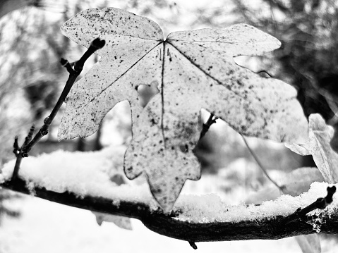 A leaf against branches covered with snow