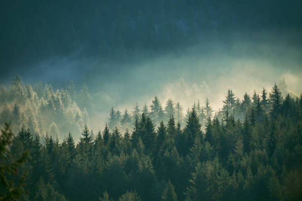 istock Misty pine forest on the mountain slope in a nature reserve 1852038548