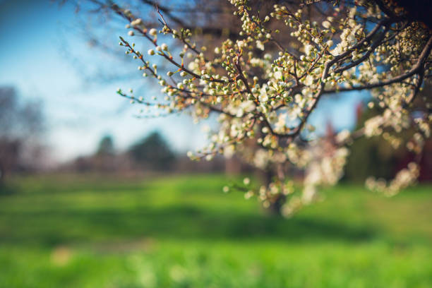 Blossoming tree in spring on rural meadow, fresh green spring field