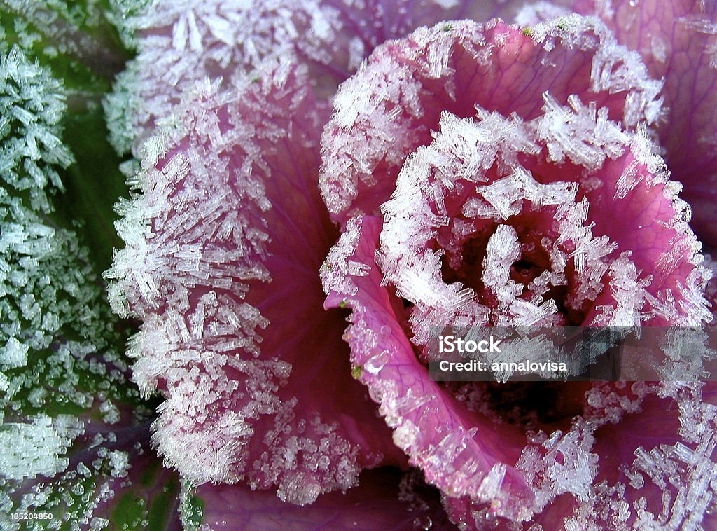 Frosty de - Royalty-free Cor de rosa Foto de stock
