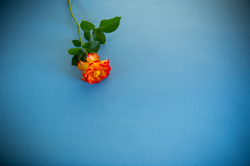 red beautiful blooming rose on blue background