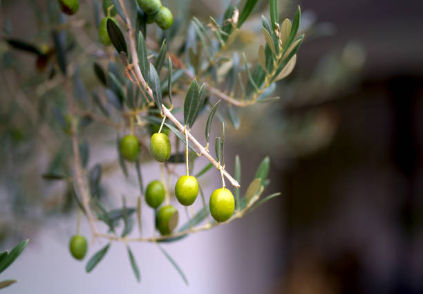 Olive trees in sunny evening. Olive trees garden. Mediterranean olive field ready for harvest. Italian olive's grove with ripe fresh olives. Fresh olives. Olive farm.