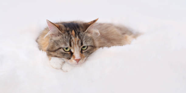 istock Cat is resting in its bed at home. Kitten rests on white fur. 1852056353
