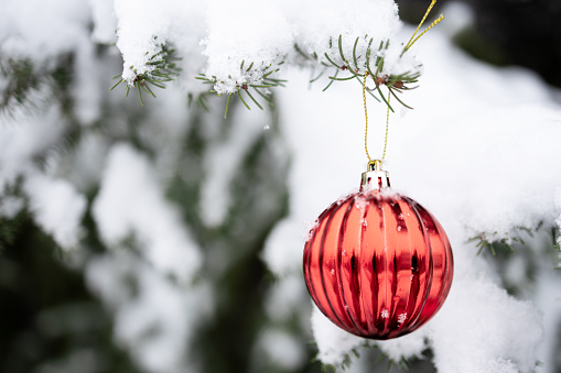 Striped red Christmas bauble hanging from snow-covered Christmas tree branch outdoors. Selective focus, close-up