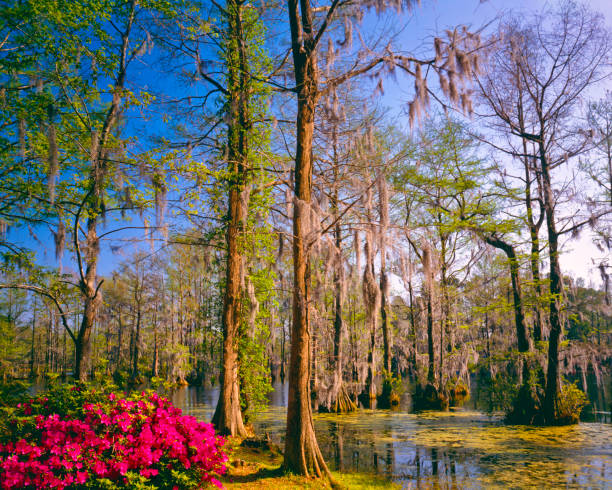 Spring Azalea Blossoms In Southern Woodland